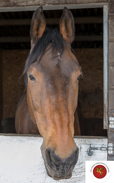 Wellbeing In Leicester - Lets Embrace Equestrianism
